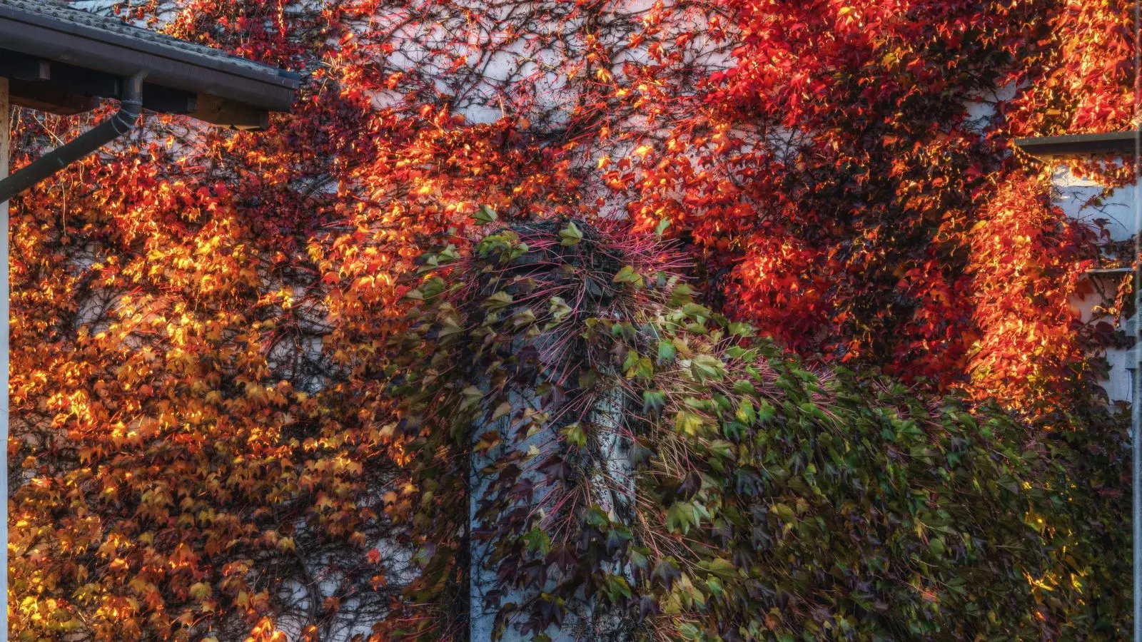 Older stone home with vines turning red in fall