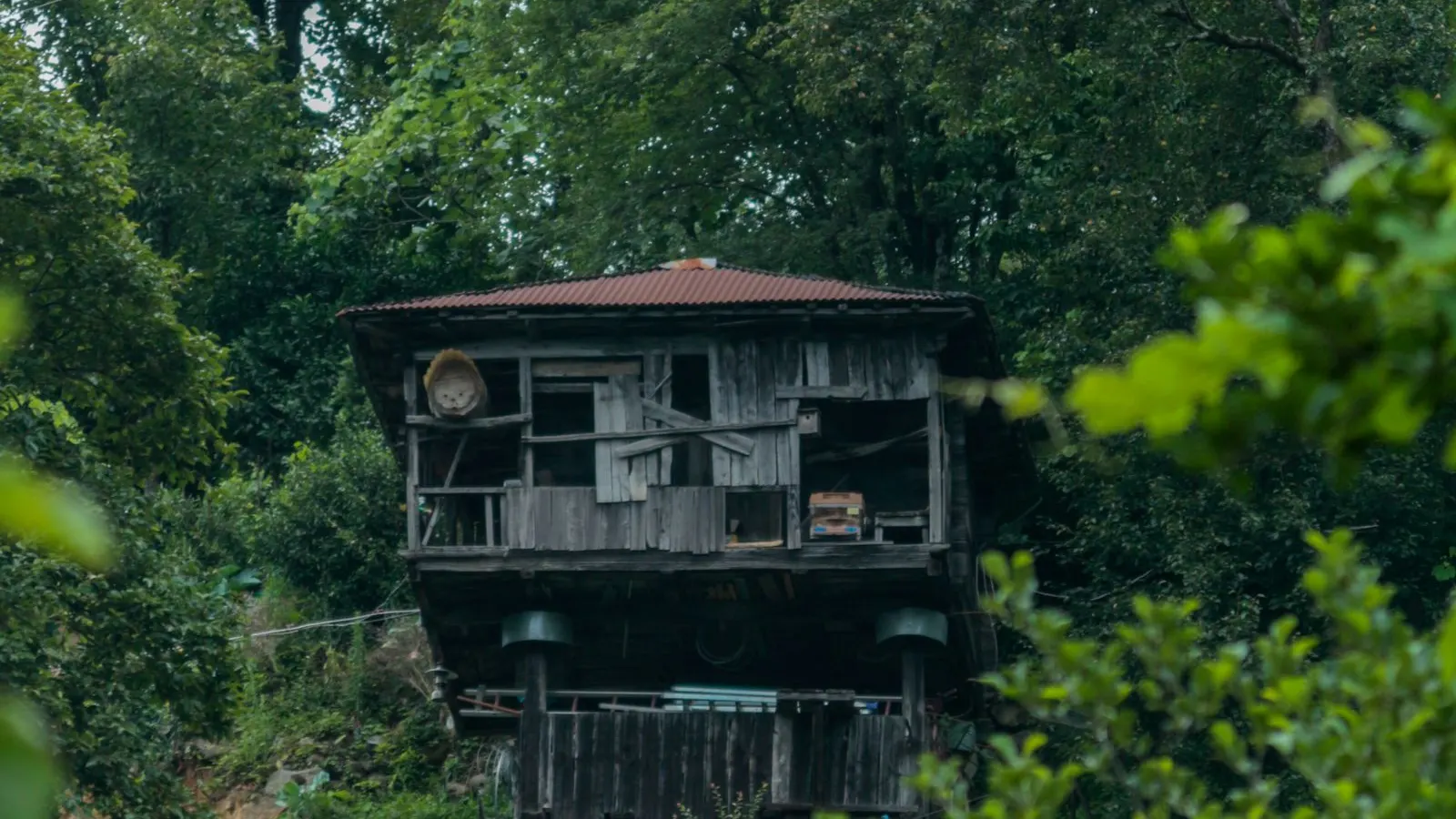 Small wooden cabin tucked into a dense forest