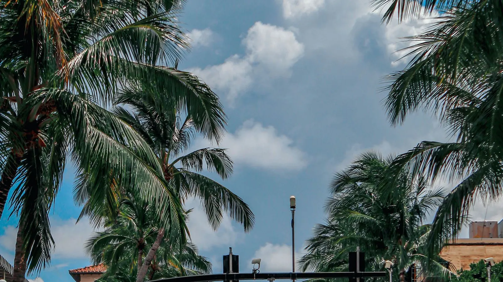 Palm trees against a bright cloudy Florida sky